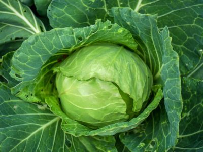 Cabbage