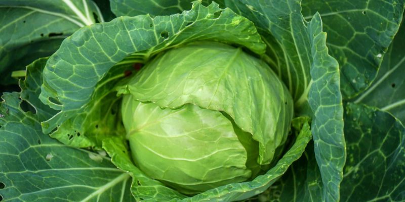 Cabbage