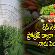 Vegetable Cultivation