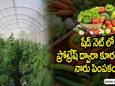 Vegetable Cultivation