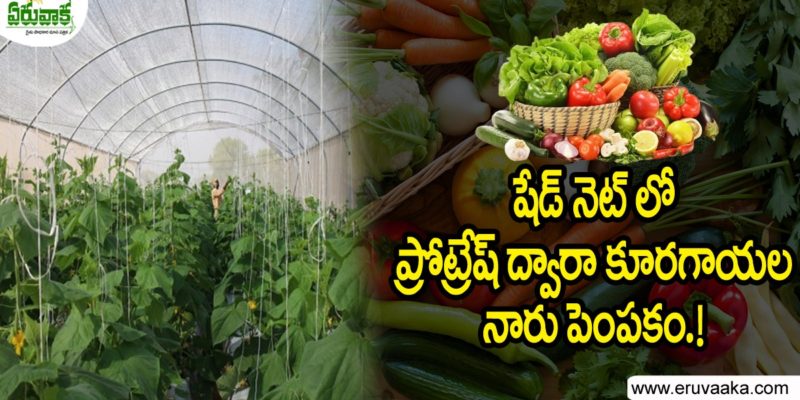 Vegetable Cultivation