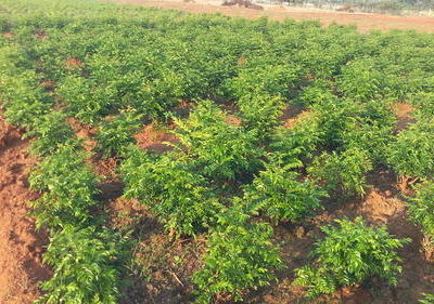 Curry leaves Cultivation