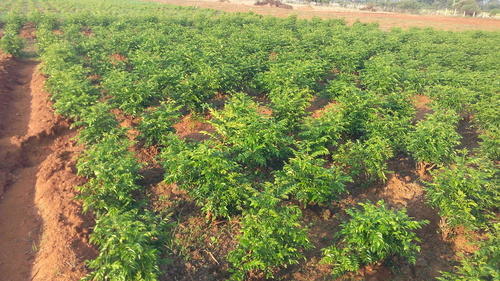 Curry leaves Cultivation