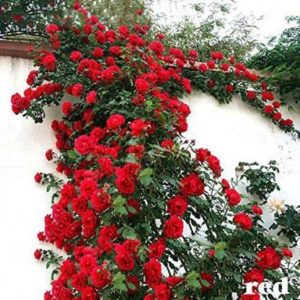 Rose plant