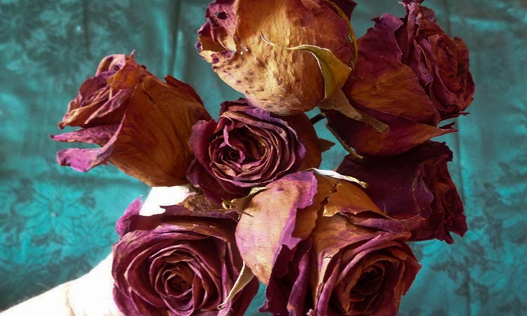 Dried Flowers