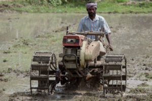 paddy cultivatation 