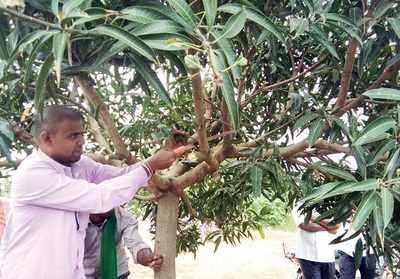 mango cutting