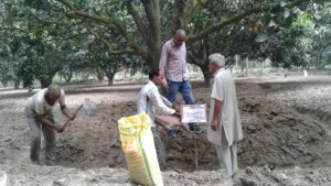 mango crop