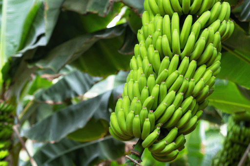Banana Crop