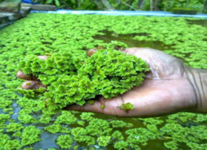 azolla