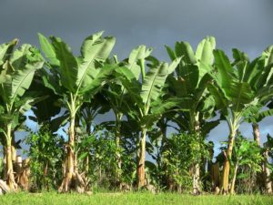 banana crop 