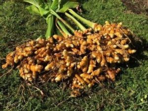 Turmeric Harvesting