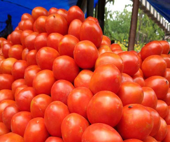 tomato price hits