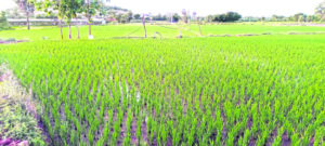 rice crop