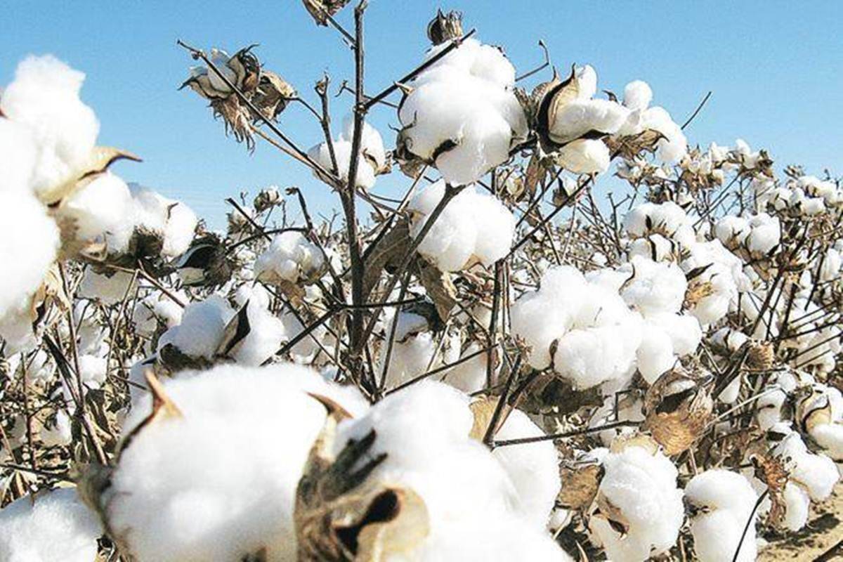 Govt approves Rs 17,409 crore support to CCI for cotton purchase