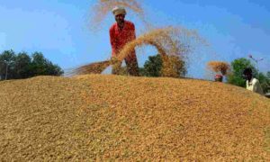 No Paddy Centres In Telangana