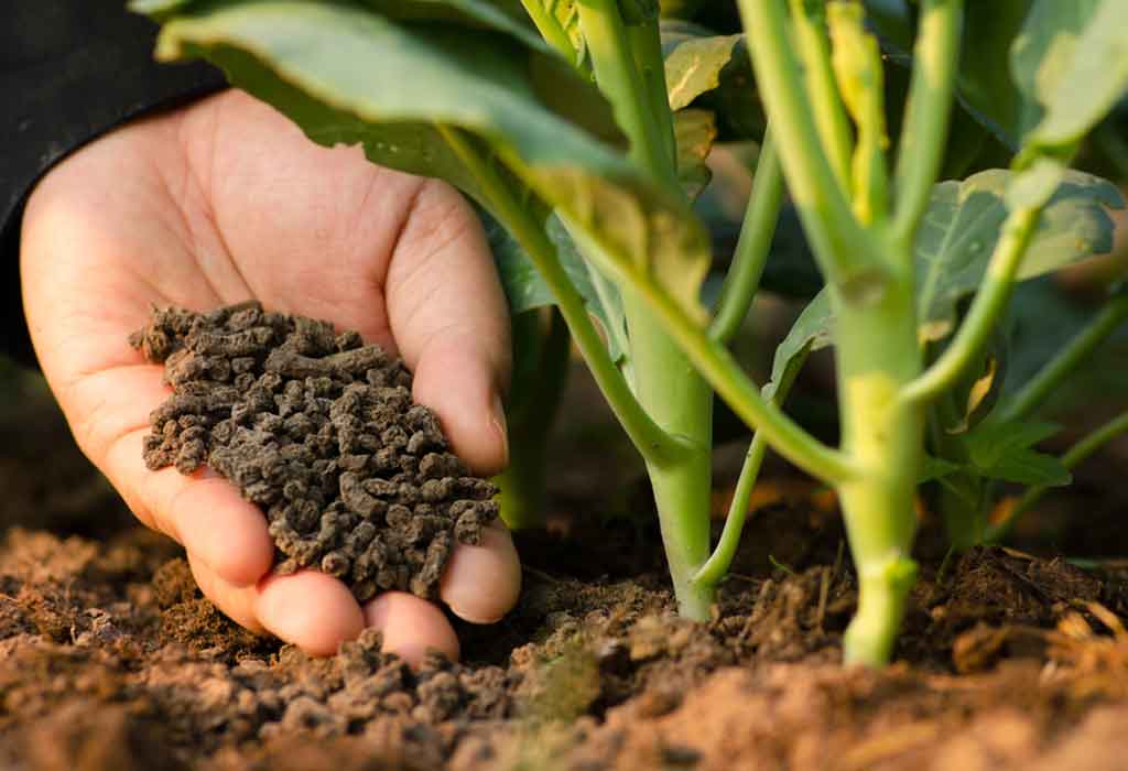 How to Make Organic Fertiliser