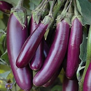 Brinjal Price