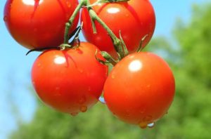 Tomato Prices Rise