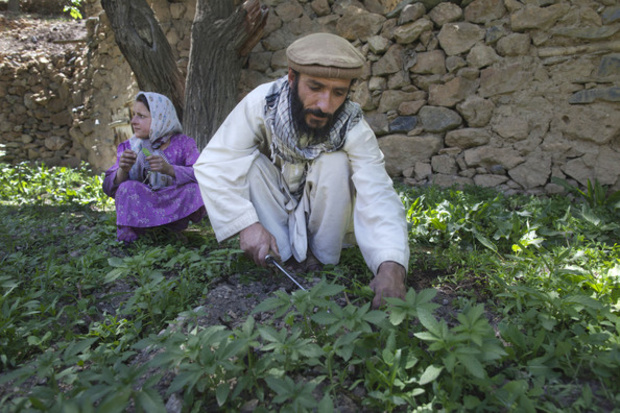 afghanistan farmers cannabis cultivation