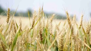 Wheat sowing up 3.36% so far