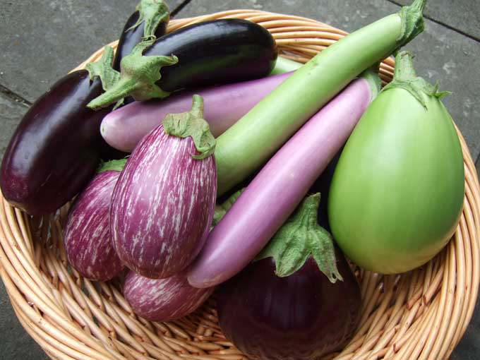 Brinjal Price