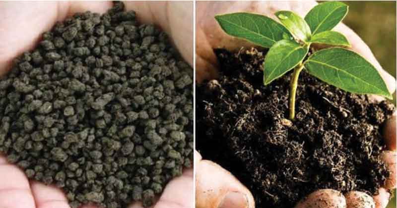 Importance Of Biofertilizers