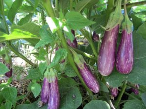 Brinjal Price