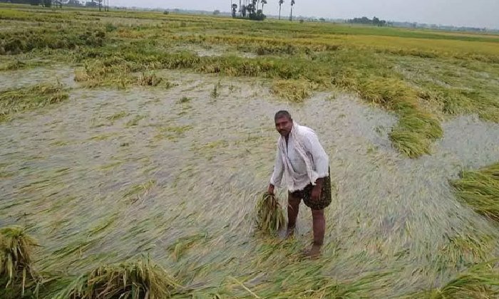 Rains damaged crops in lakh acres in AP