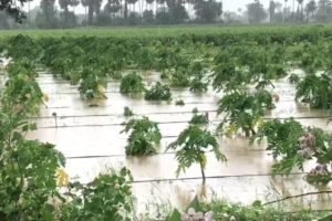 Rains damaged crops in lakh acres in AP