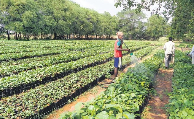 GHMC HarithaHaram