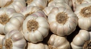 Garlic Crop Cultivation Guide