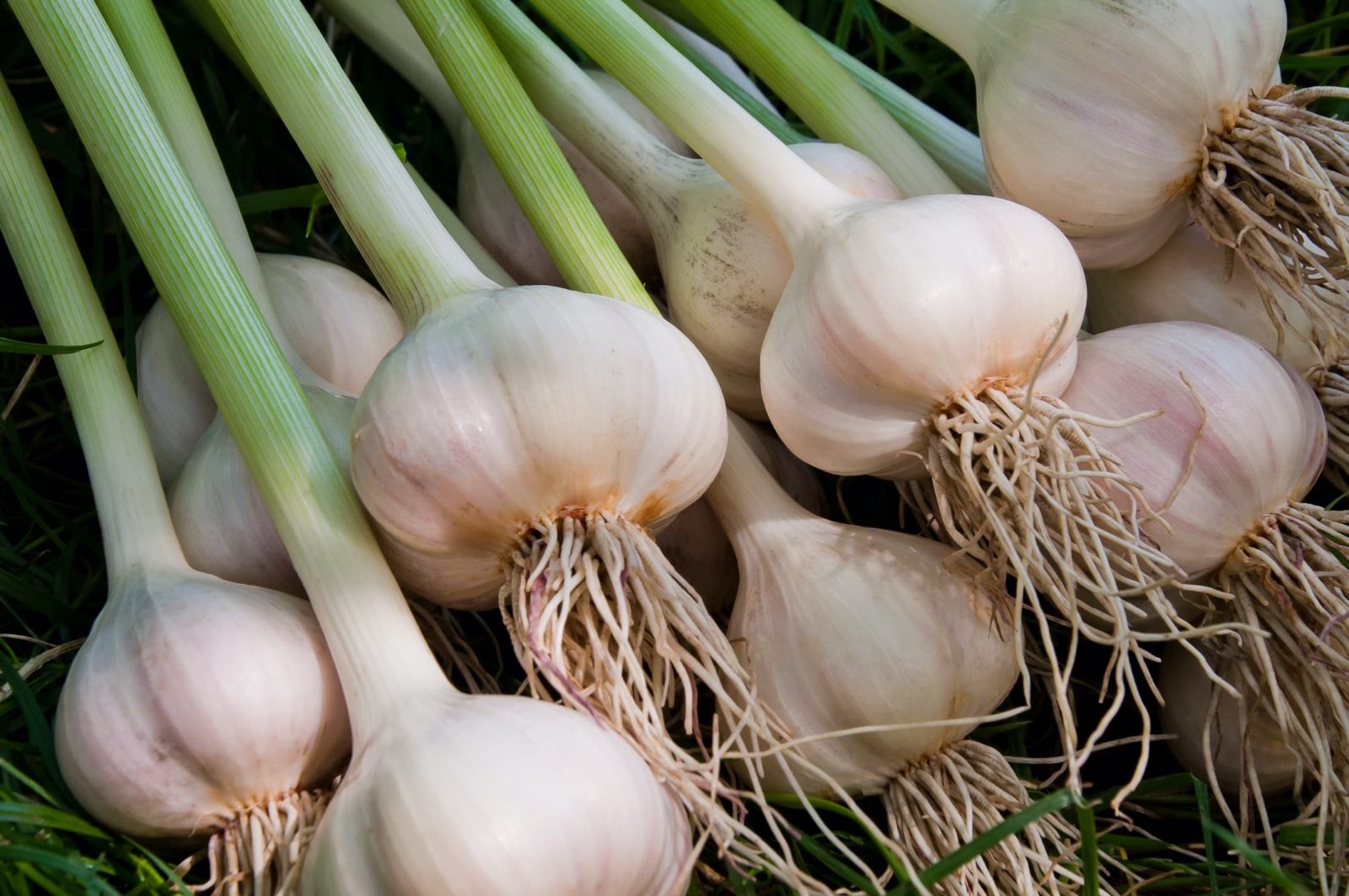 White Garlic Cultivation