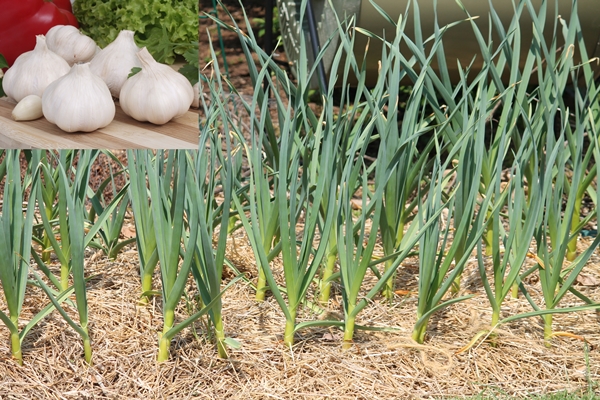 Garlic Crop Cultivation Guide