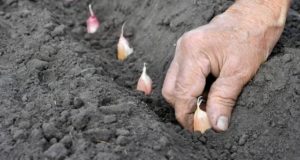 Garlic Crop Cultivation Guide