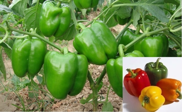 Capsicum Cultivation Guide For Beginners