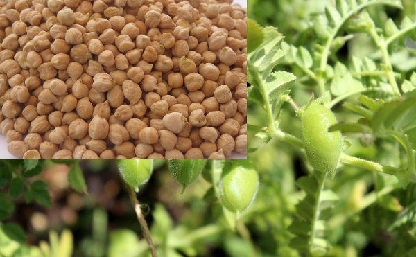 bengal gram cultivation