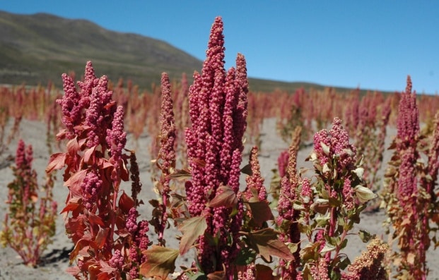 quinoa