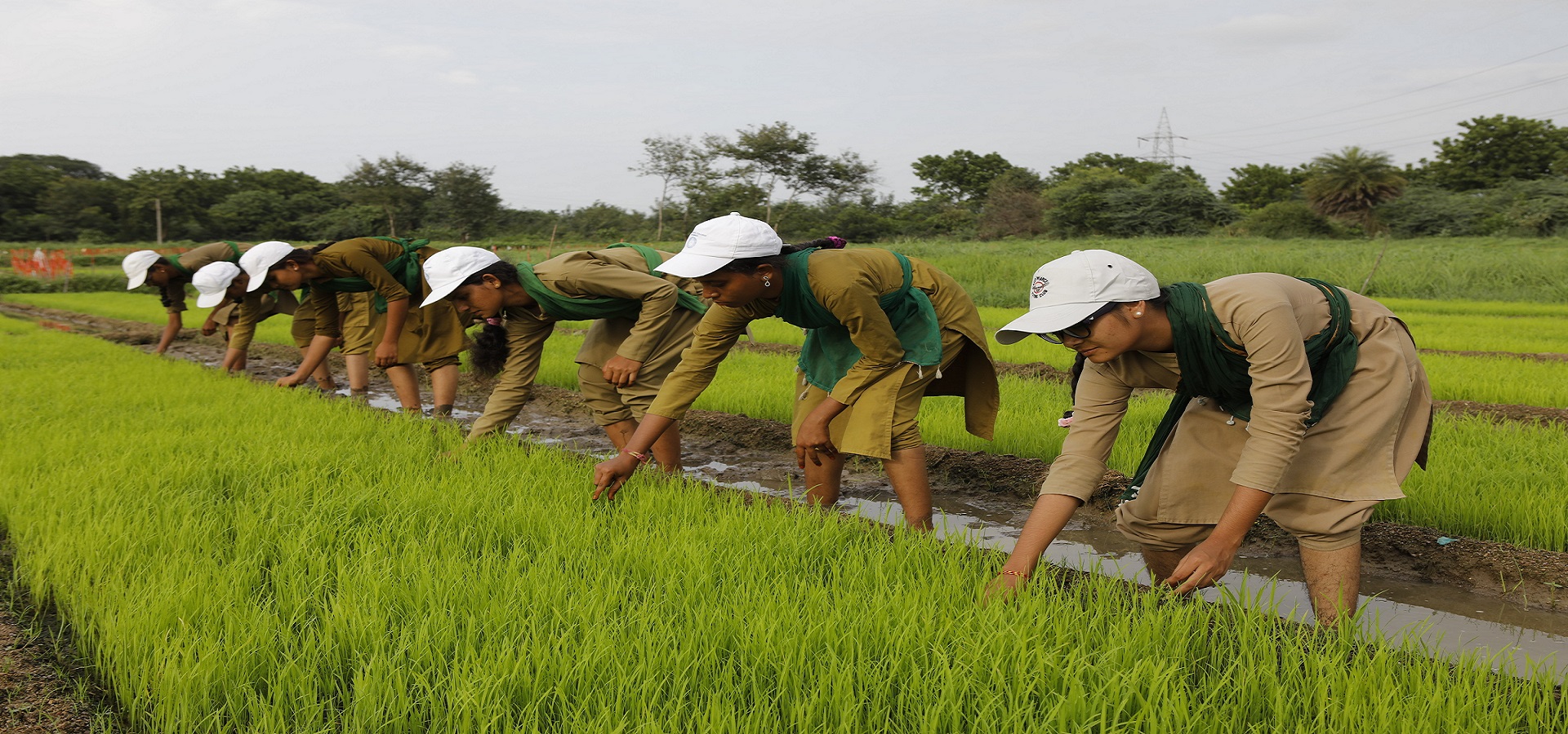 PJTSAU Agricultural Spot Diploma Counselling 2021-22