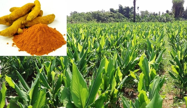 Turmeric Crop Cultivation