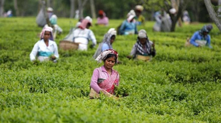 Tea production up during January - September period