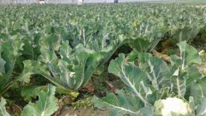 cauliflower crop 