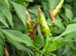 Prevention of Tamara Purugu in Chilli Crop