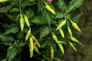 Prevention of Tamara Purugu in Chilli Crop