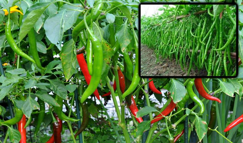 Prevention of Tamara Purugu in Chilli Crop