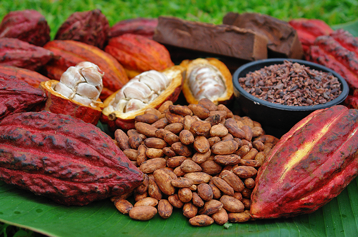 benefits of cocoa farming