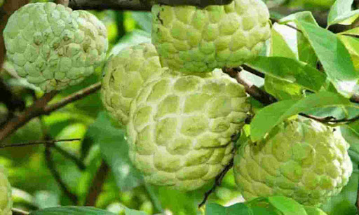 Custard Apple