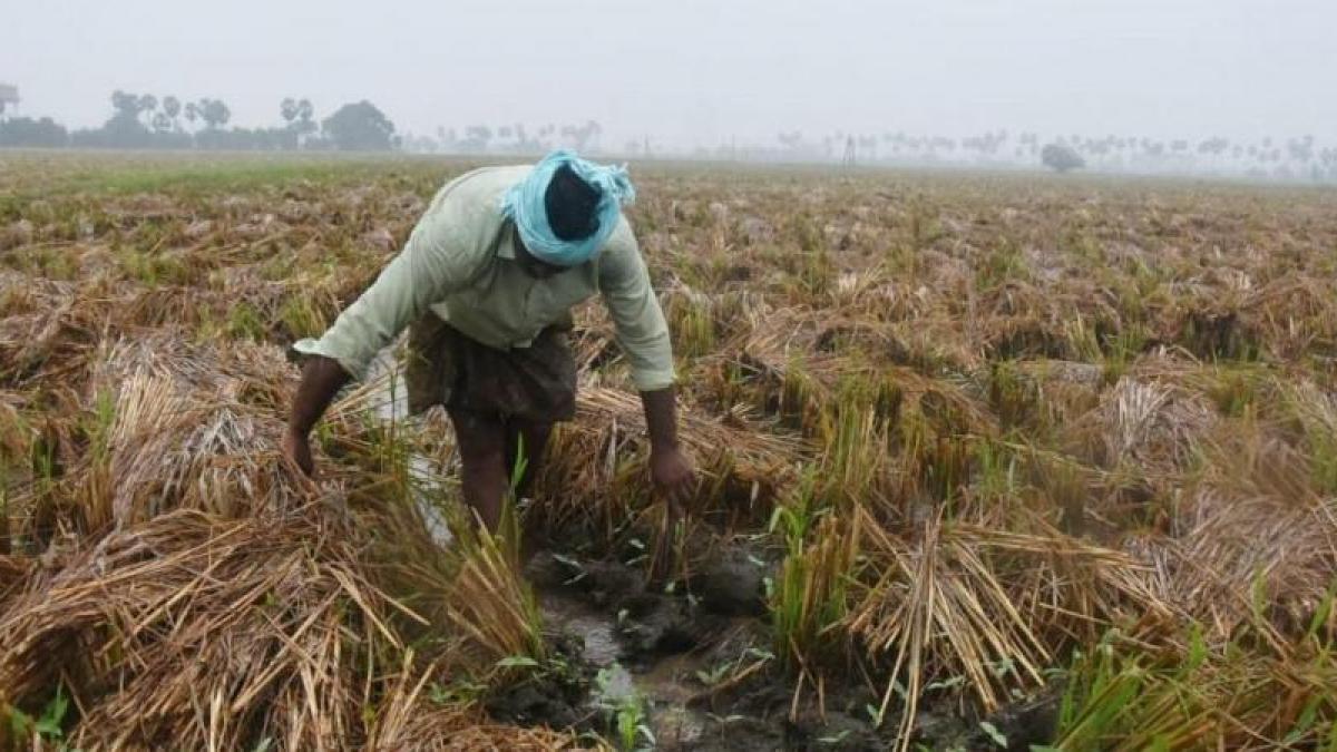 Crop ,lakh acres submerged