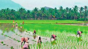 Minister Nirajan Reddy Demanding Centre to Procure Paddy