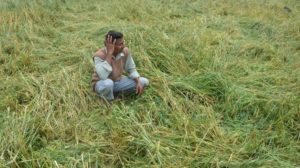 Rains damaged crops in lakh acres in AP